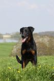 BEAUCERON 598